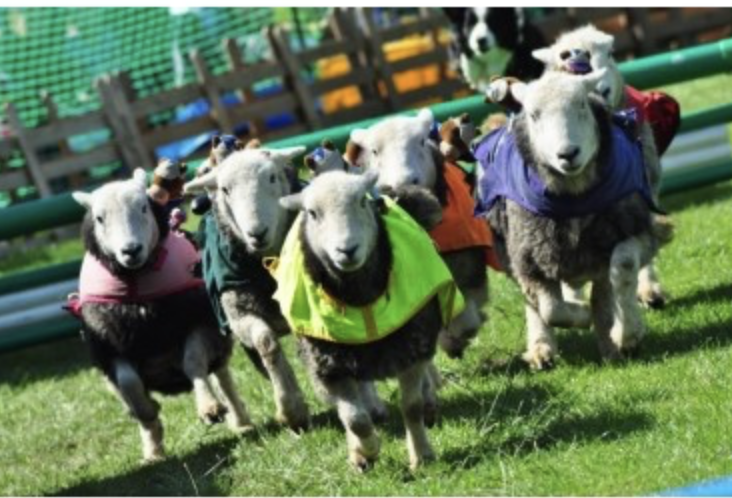 Bob Hog Sheep Racing
