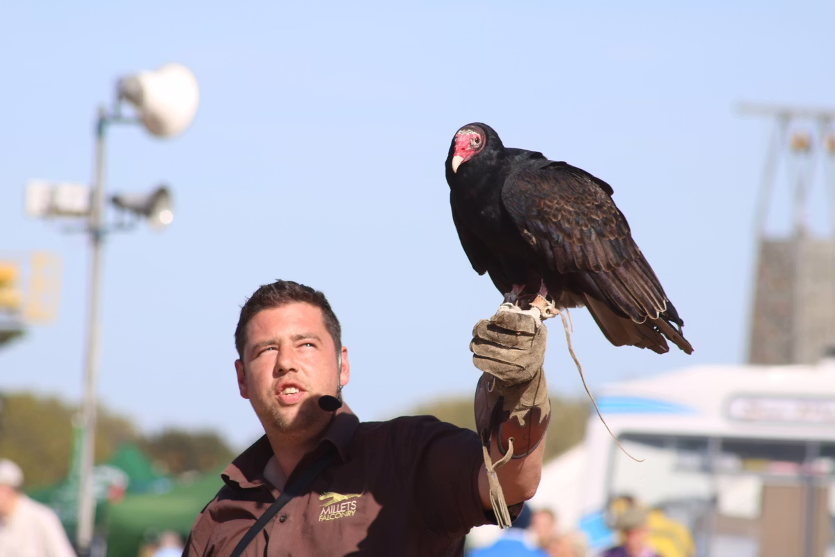 Millets Wildside Falconry Display