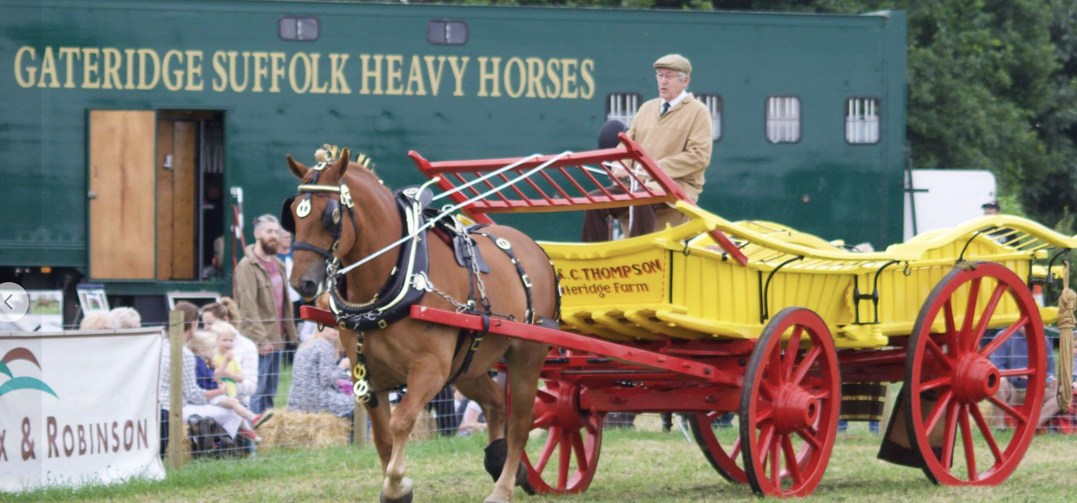 Suffolk Punch Horse Display